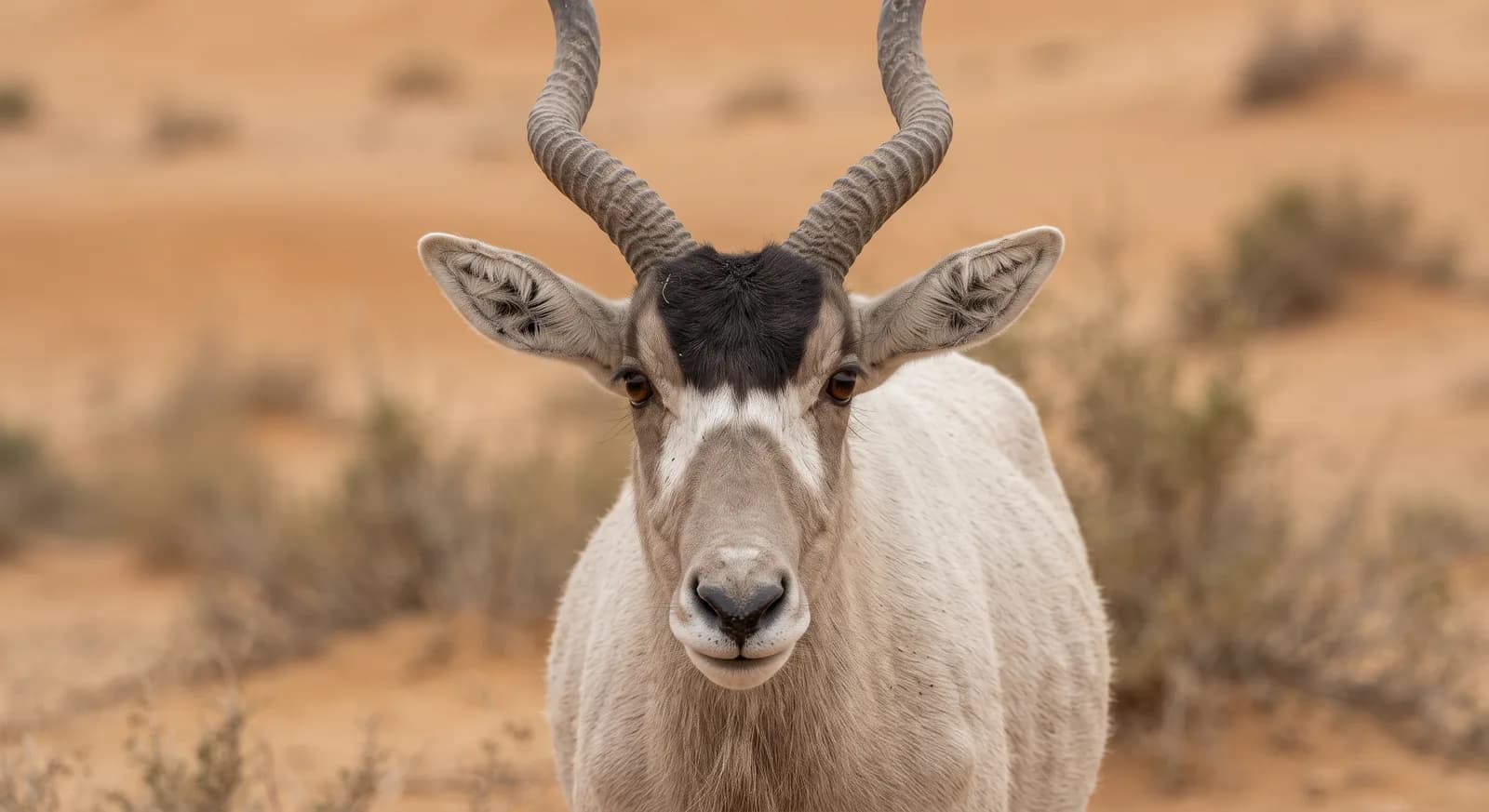 Addax