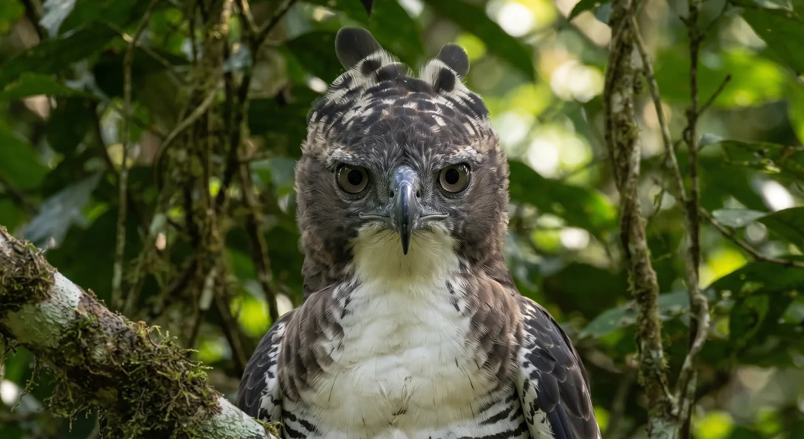 Crested Eagle