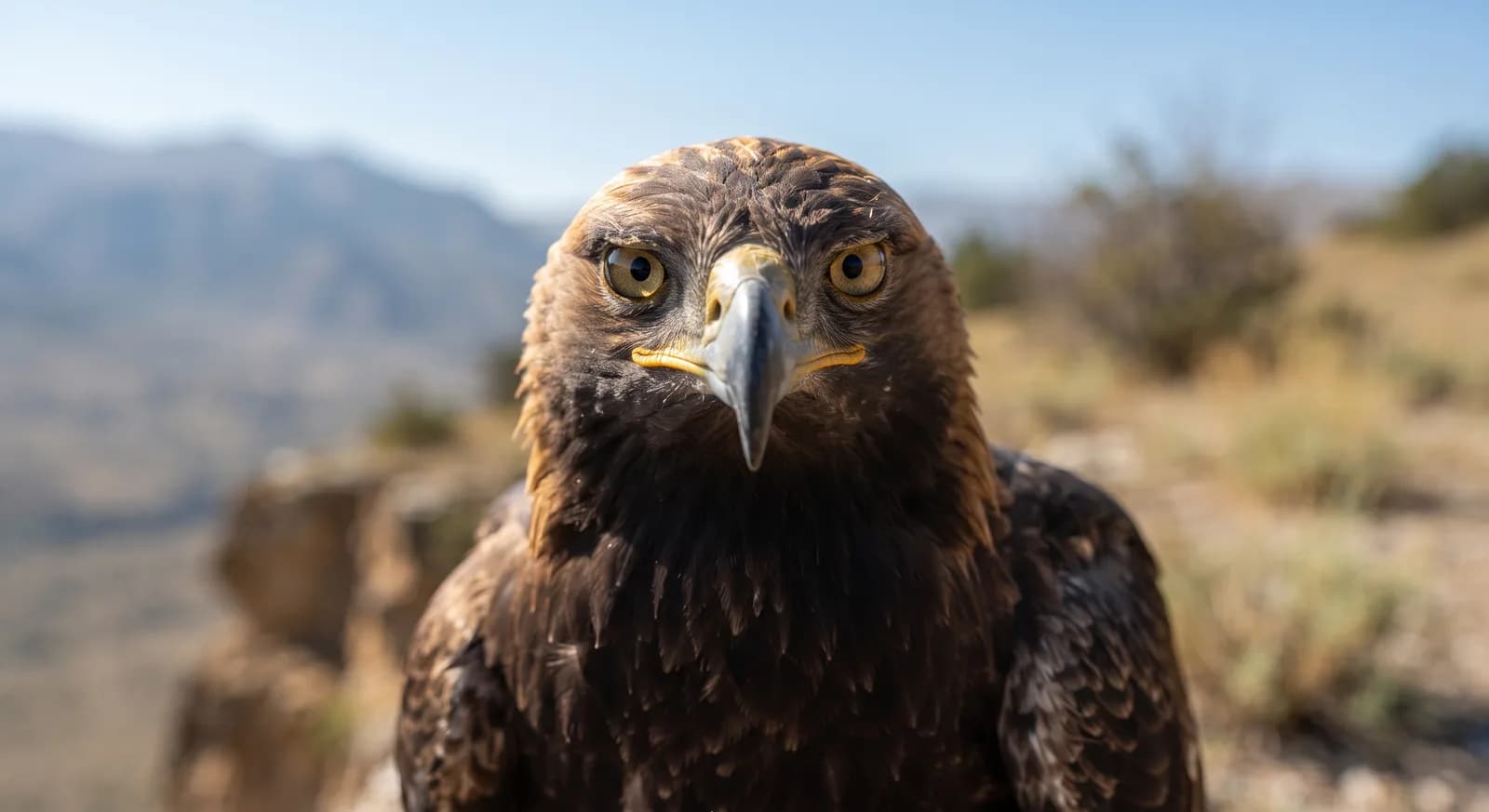 Eastern Imperial Eagle