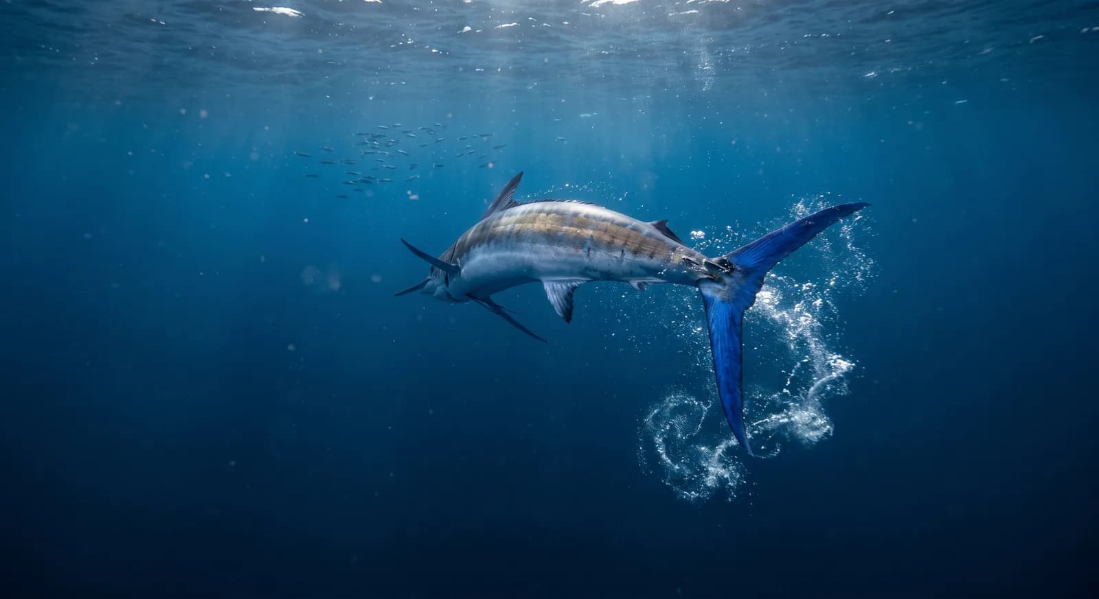 Atlantischer Blauer Marlin