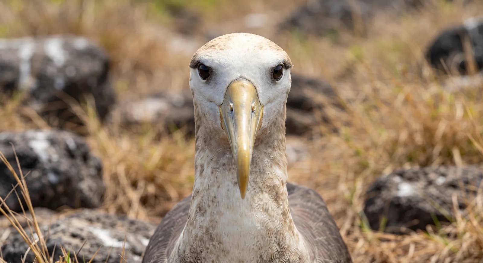 Waved Albatross