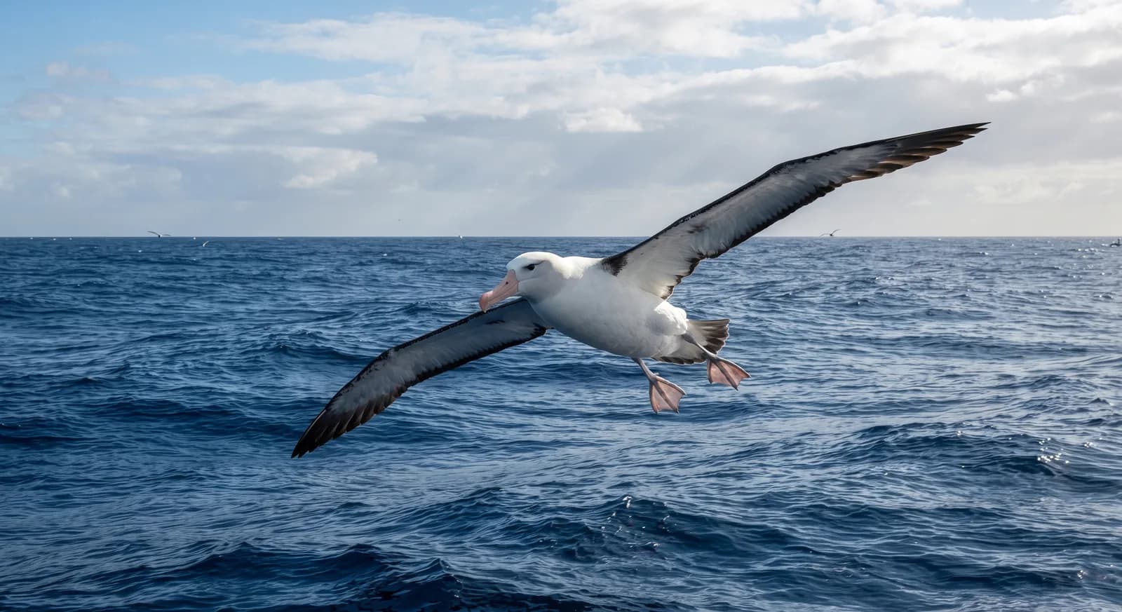 Wanderalbatros