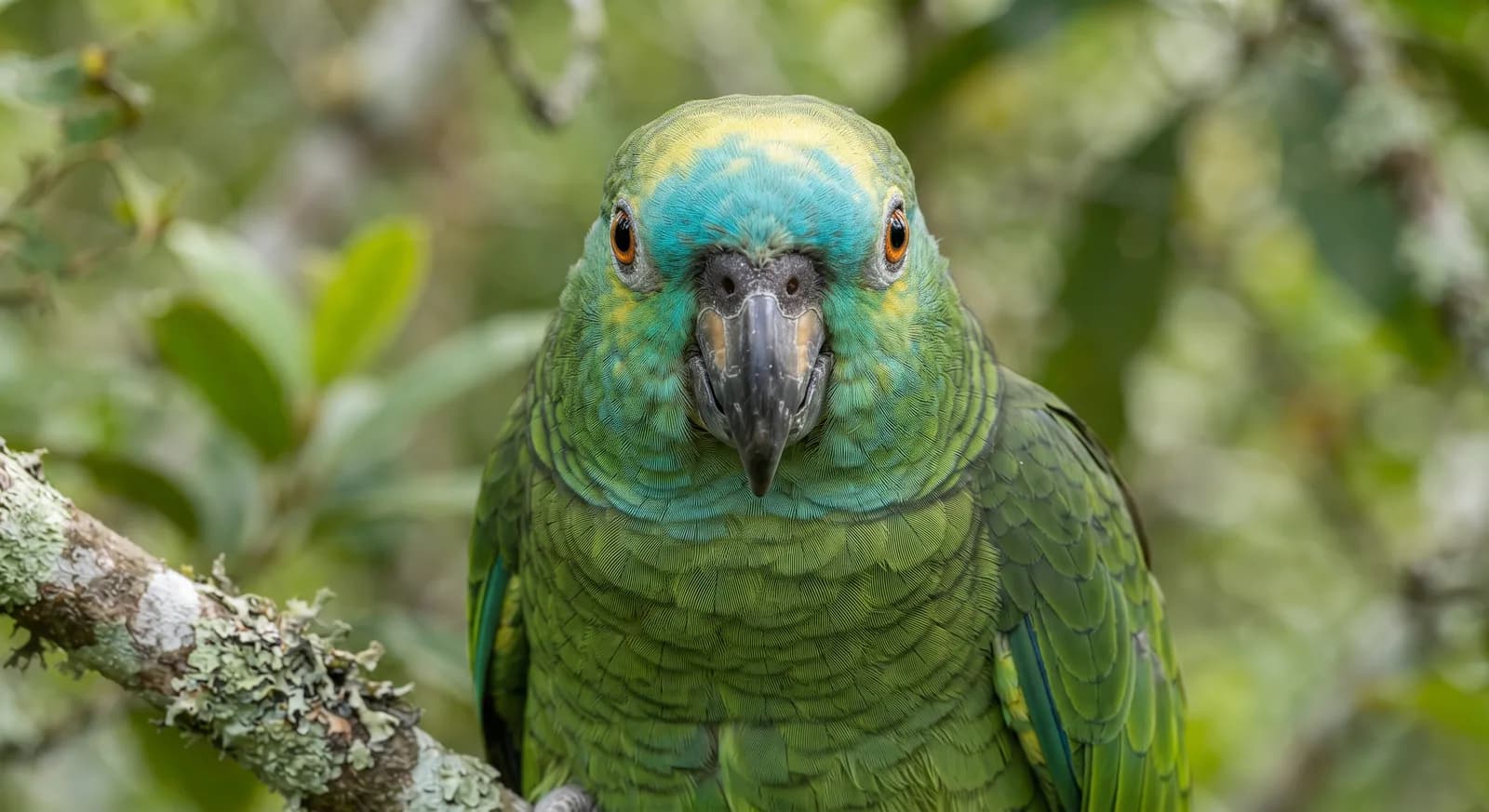 Turquoise-fronted Amazon