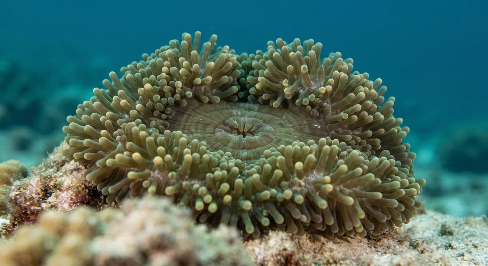 Giant Anemone