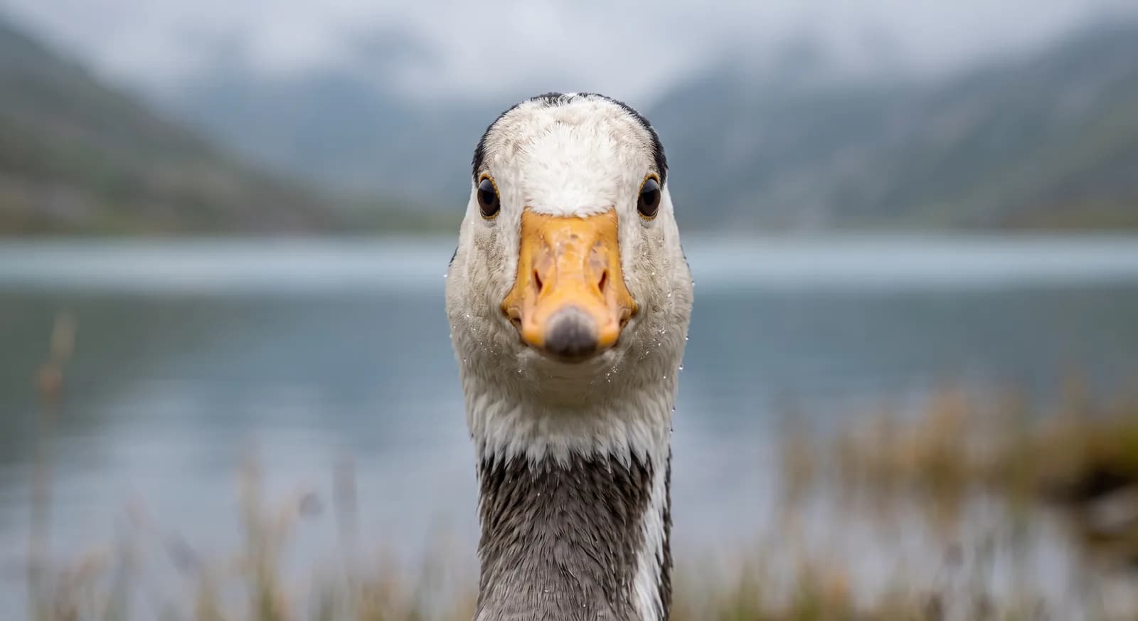 Bar-Headed Goose