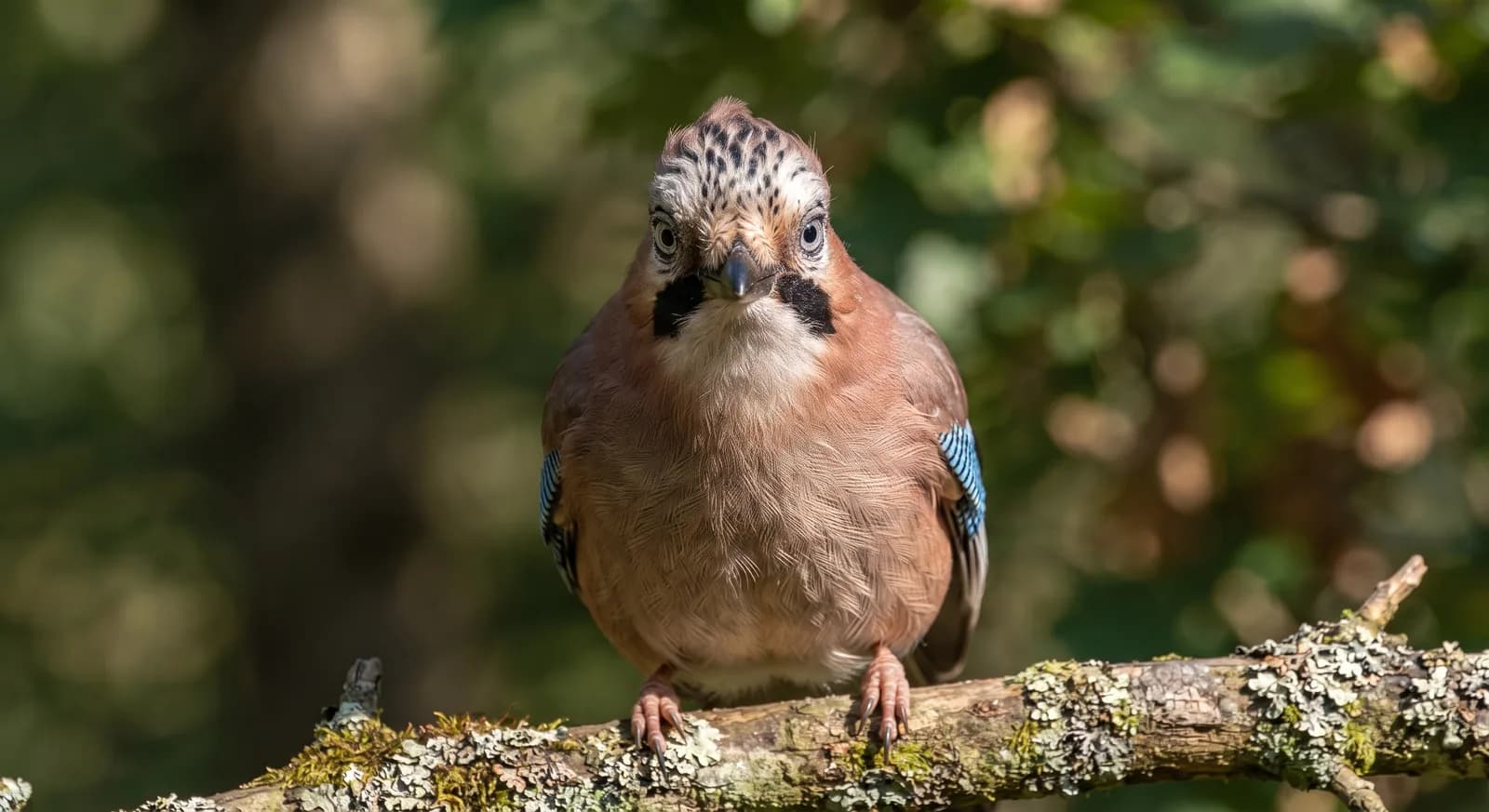 Eurasian Jay