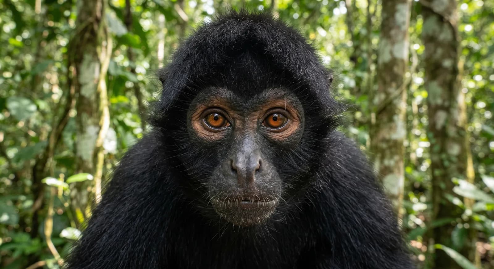 Mono araña negro (mono araña de Guyana)