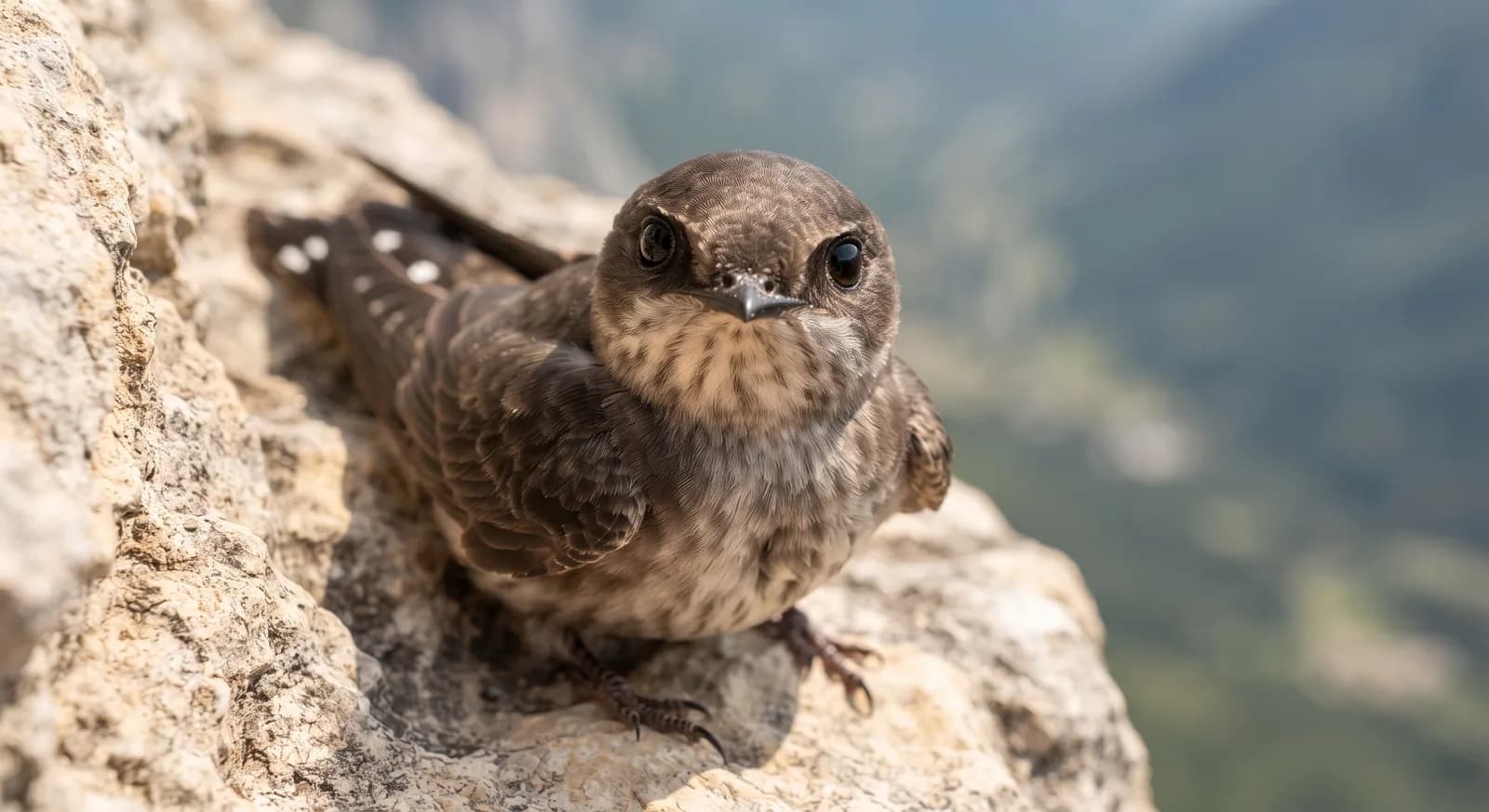 Eurasian Crag Martin