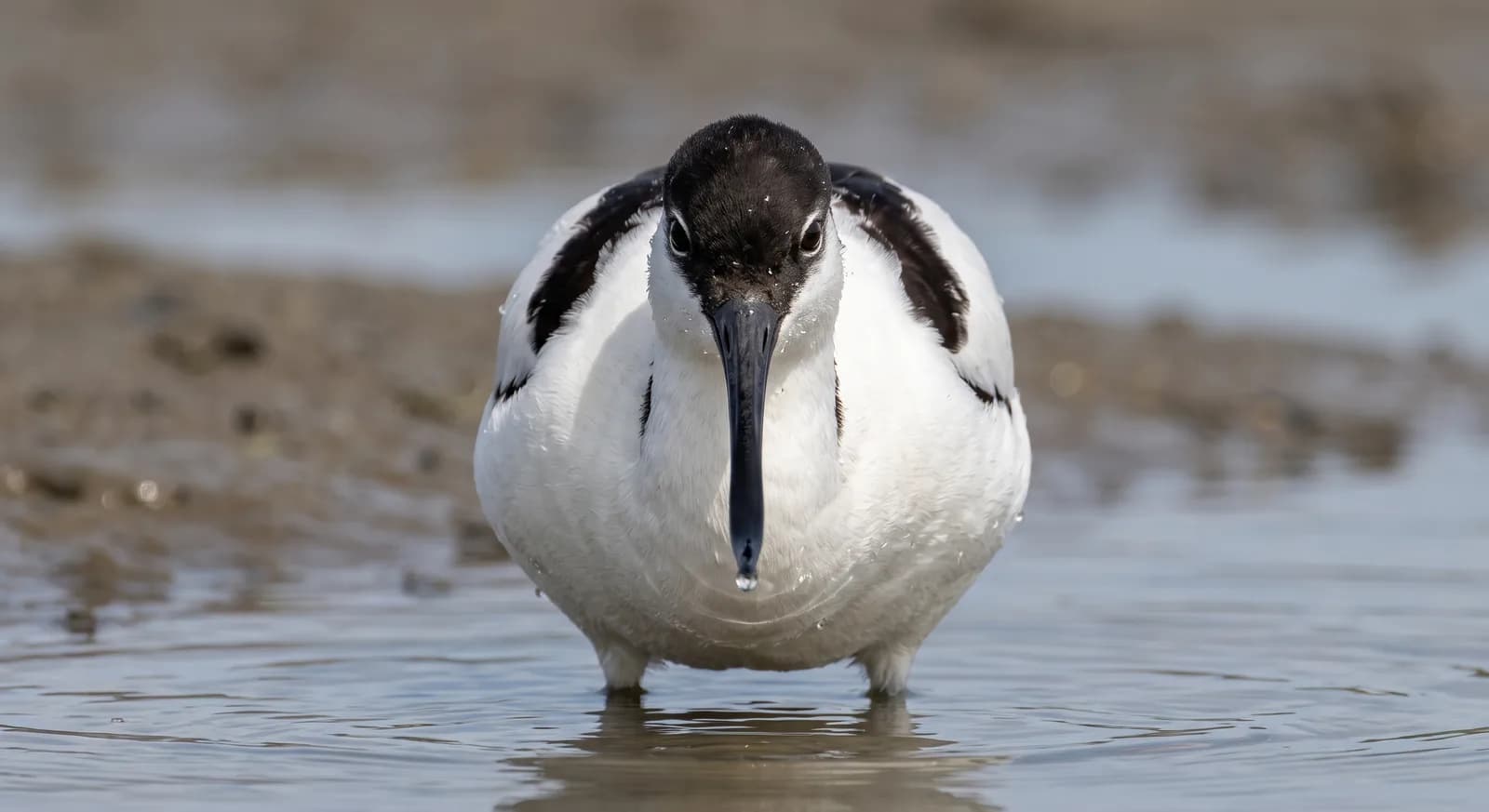 Avoceta común