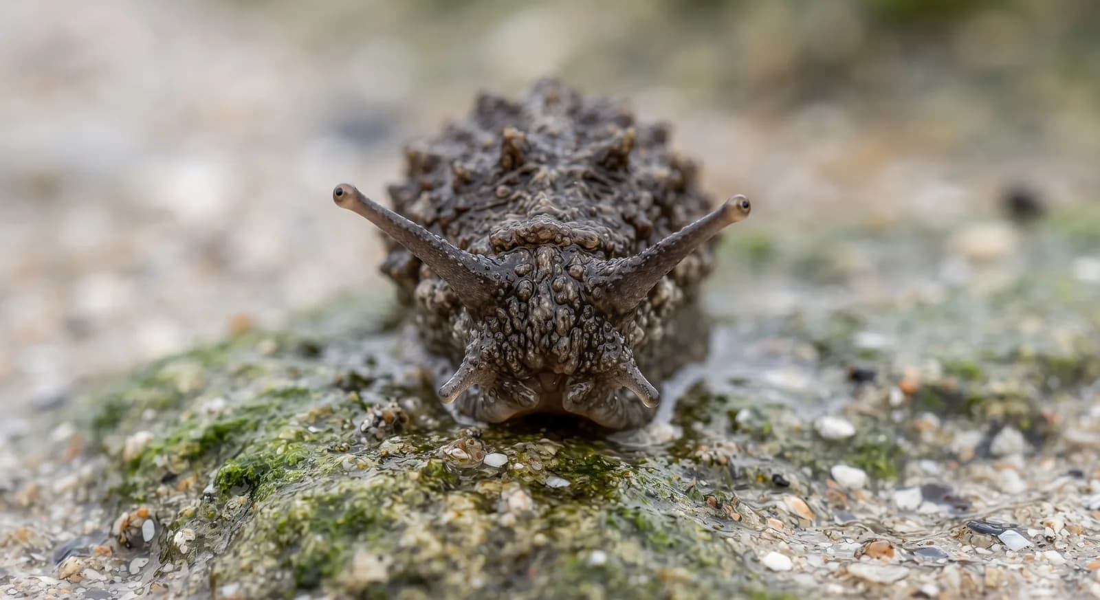 Warty Slug