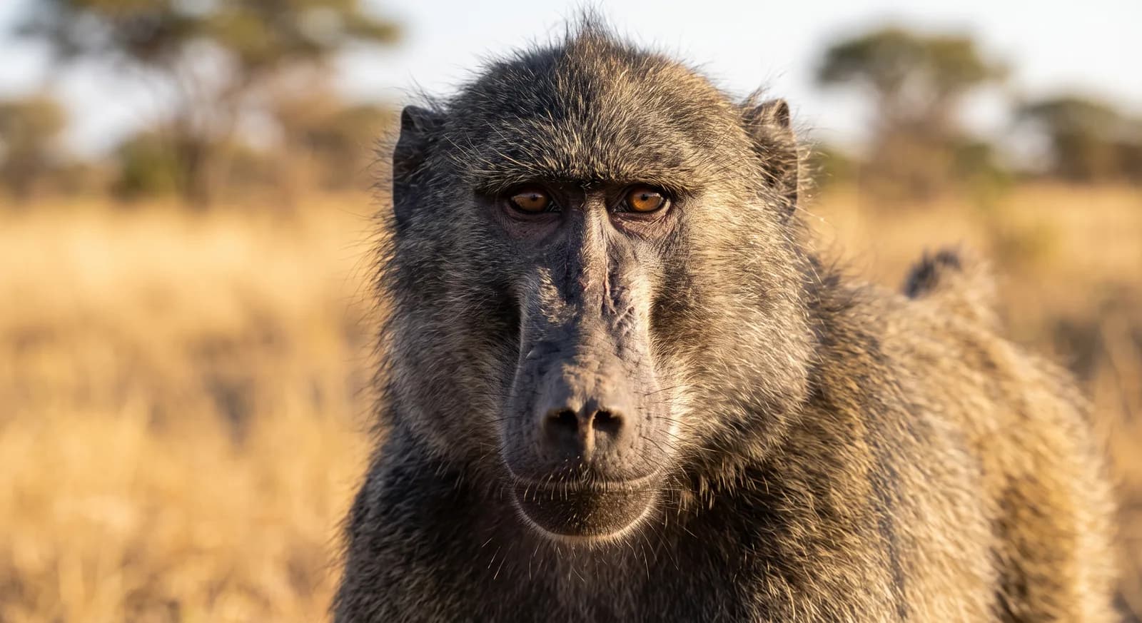 Chacma Baboon