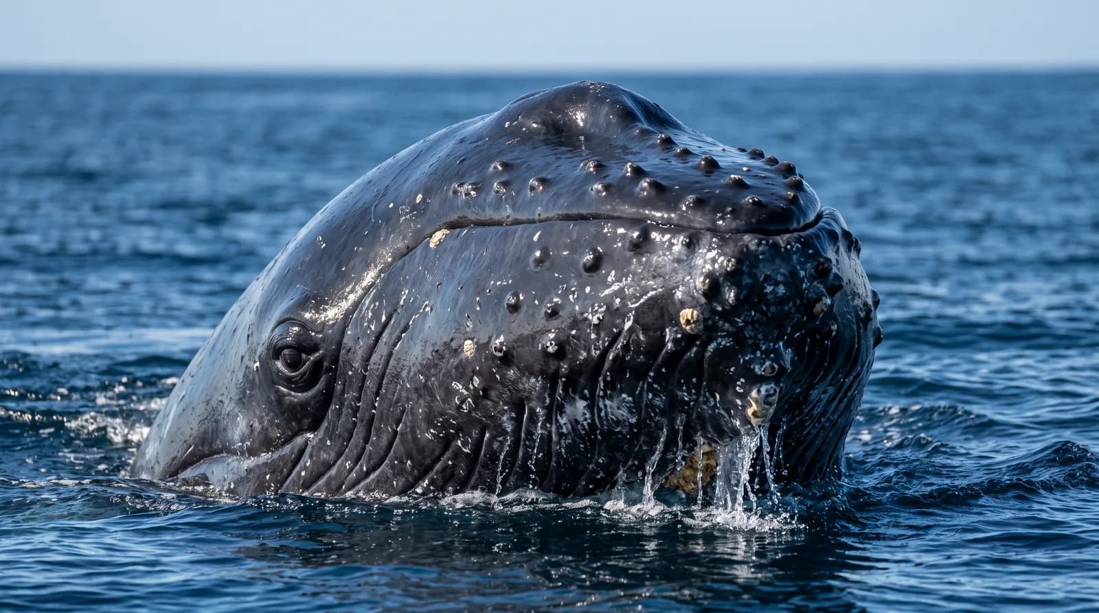 Ballena jorobada