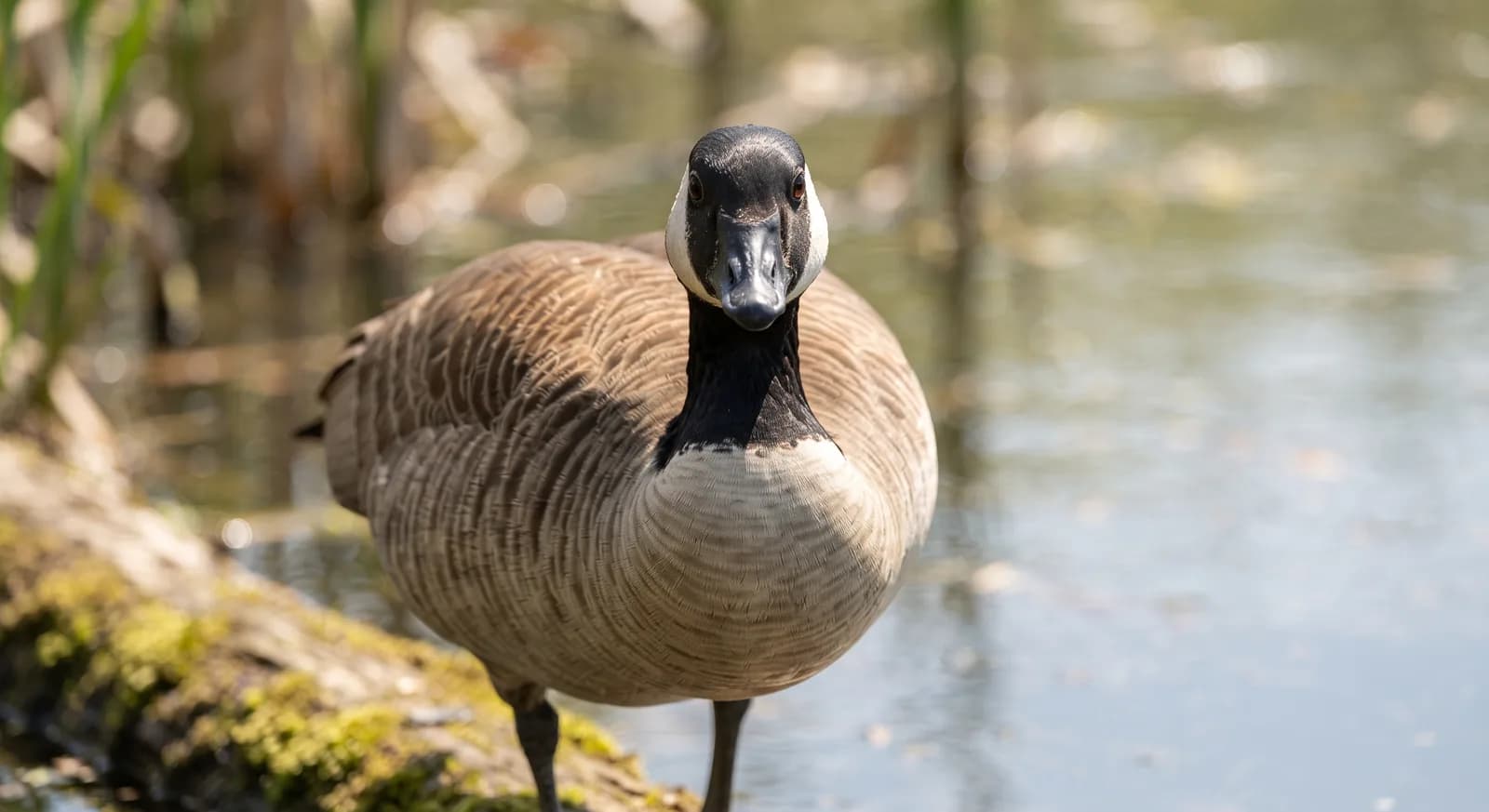 Canada Goose