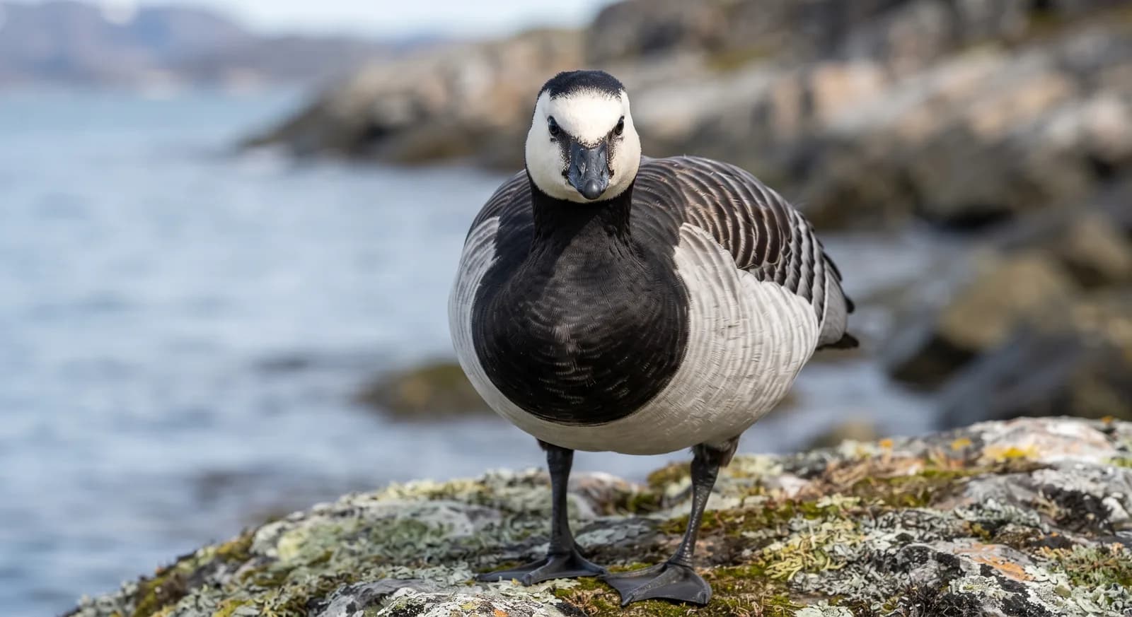 Barnacle Goose