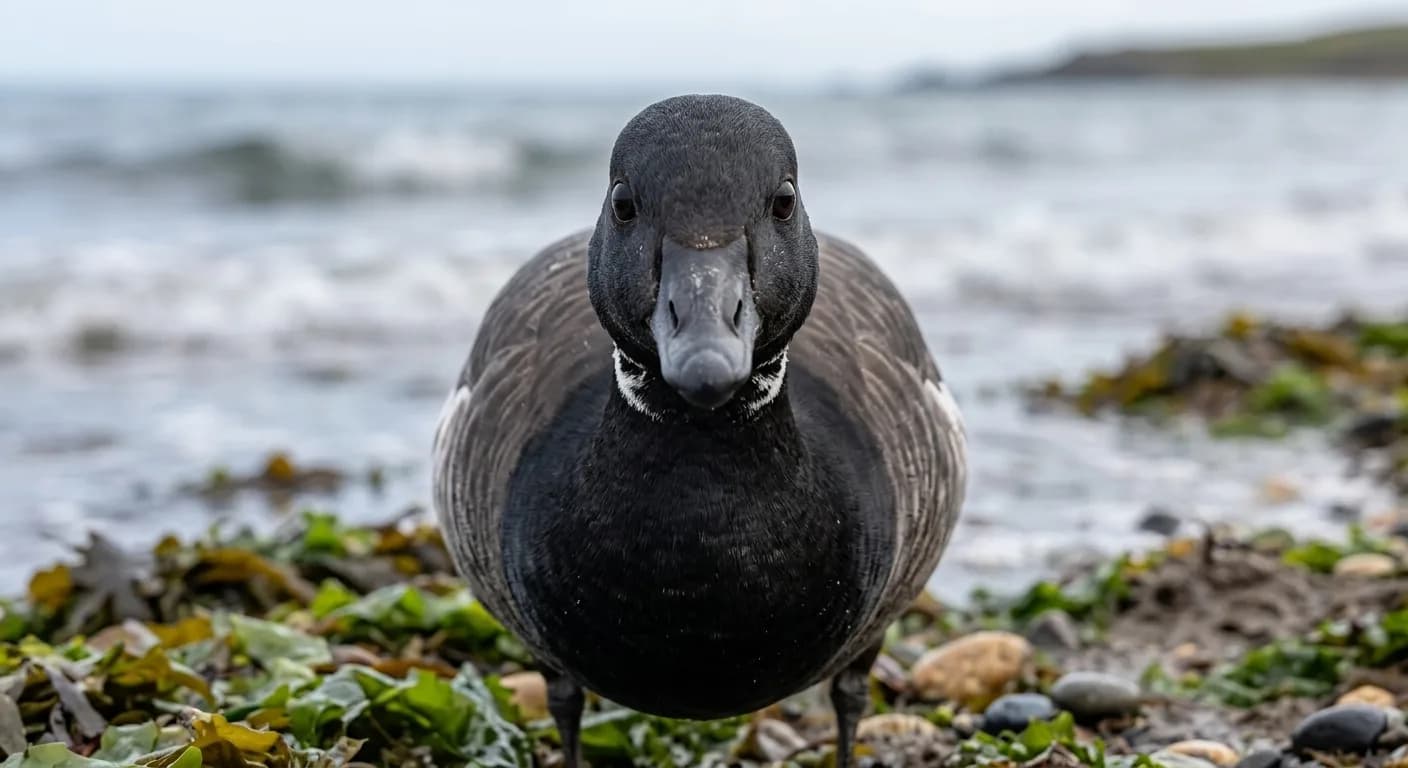 Brent Goose