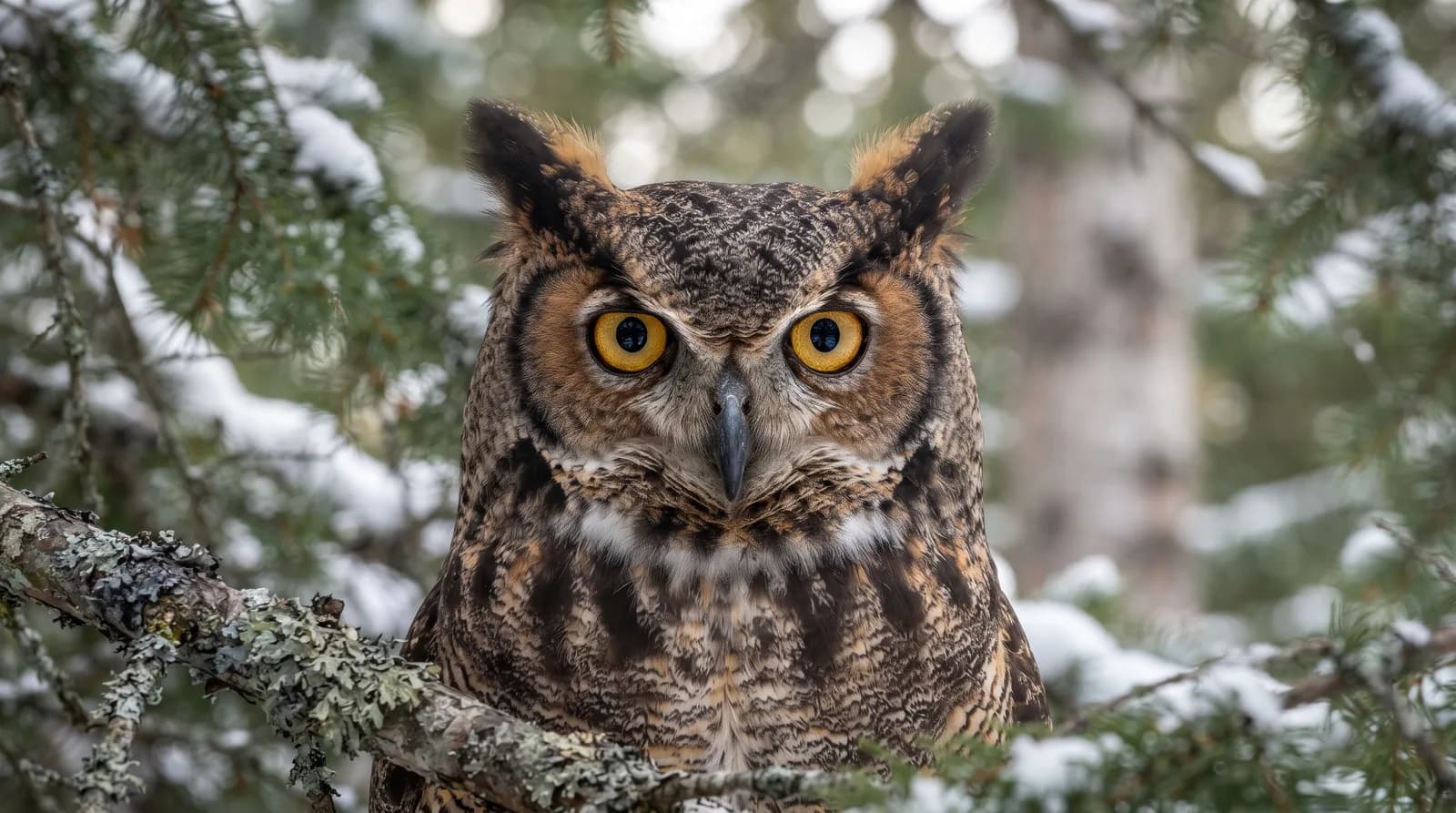 Great Horned Owl