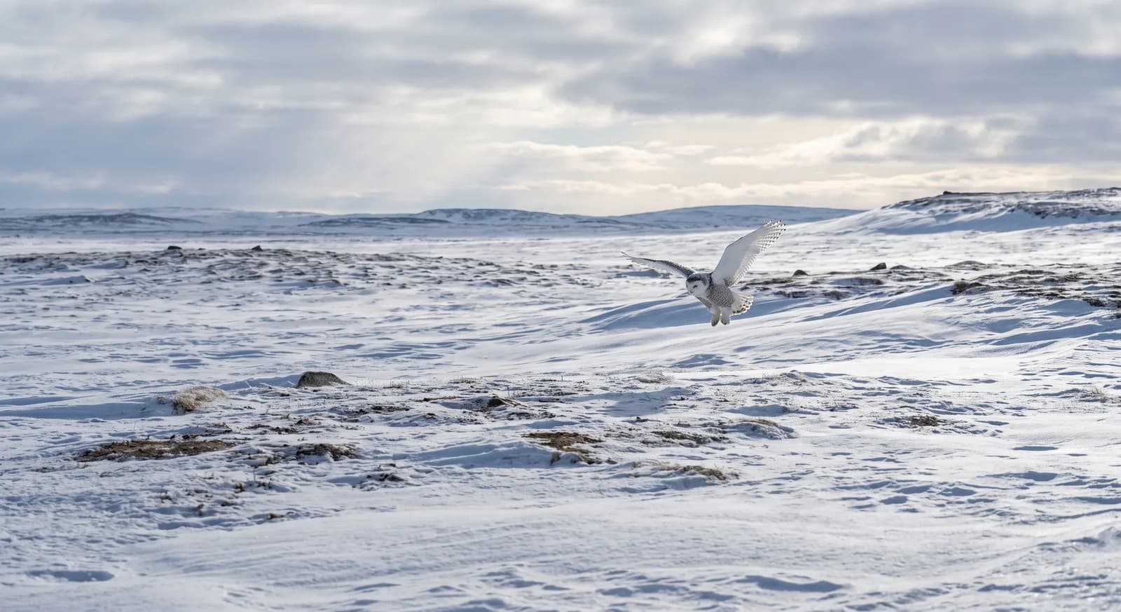 Harfang des neiges