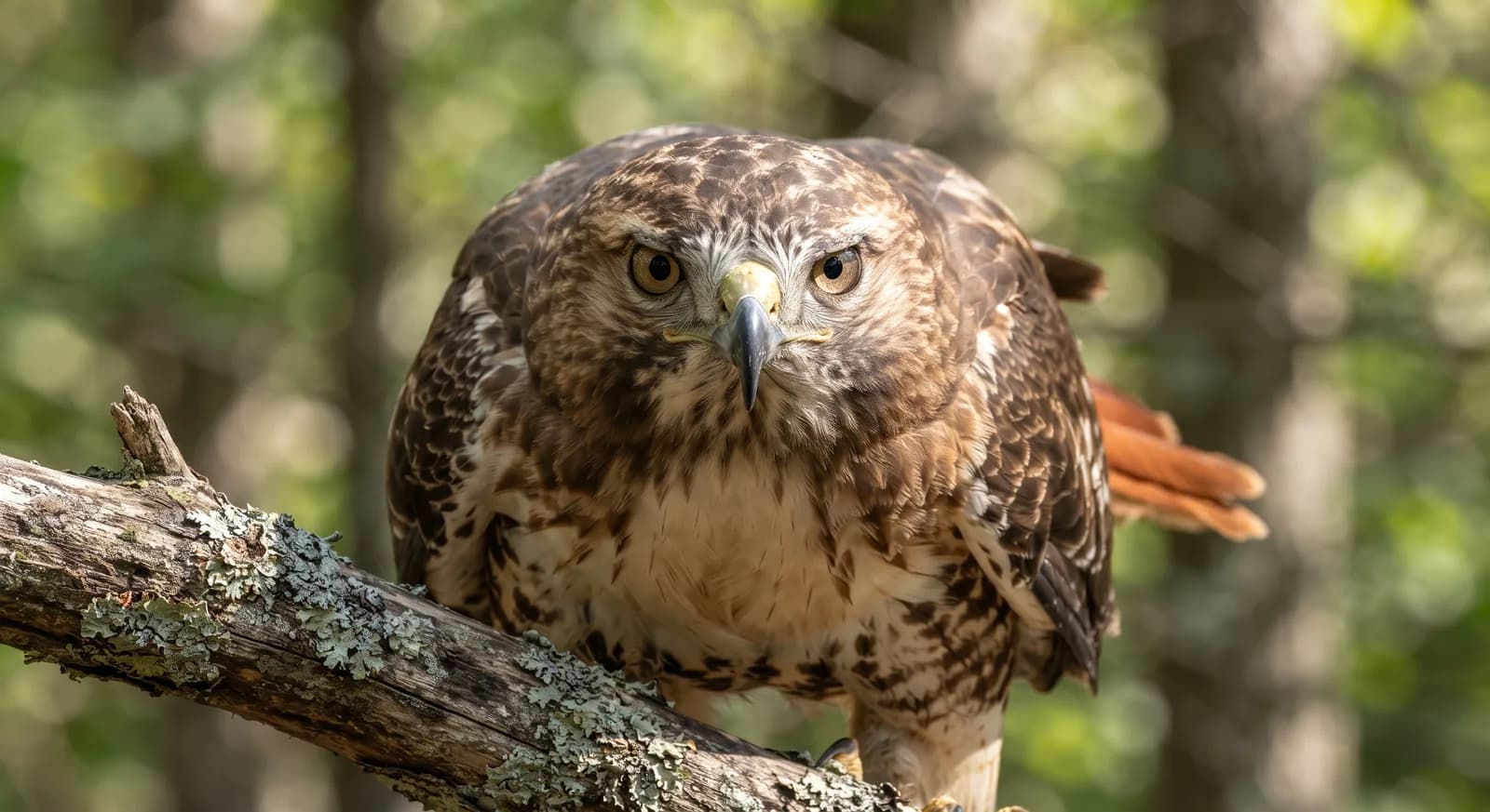 Red-tailed Hawk