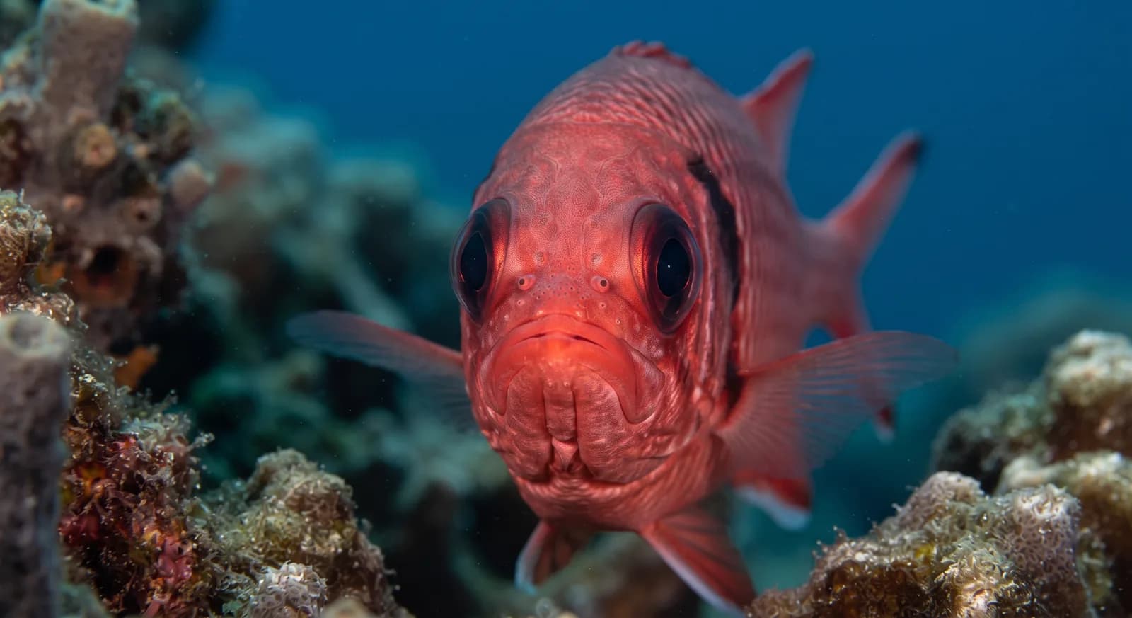 Blackbar Soldierfish