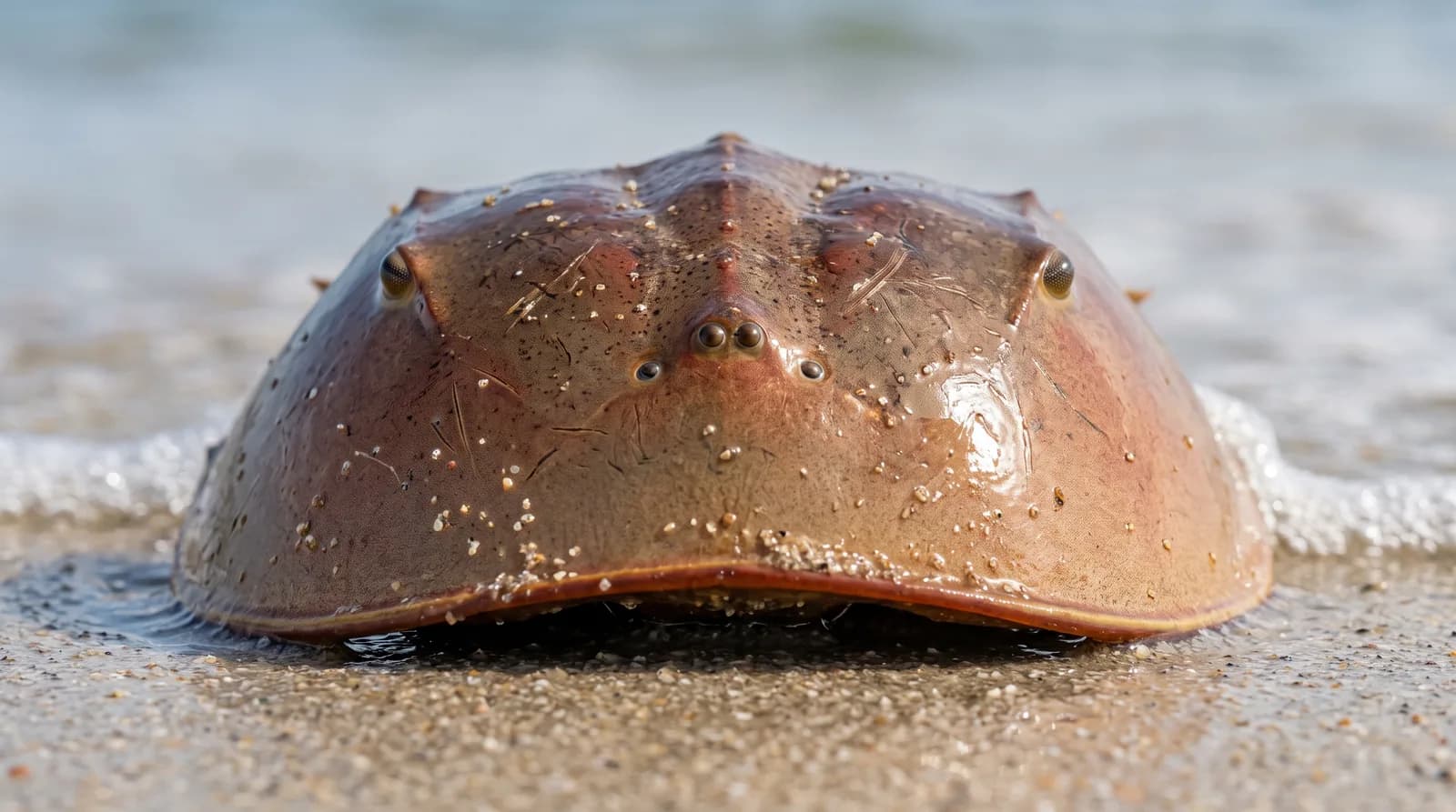 American Horseshoe Crab