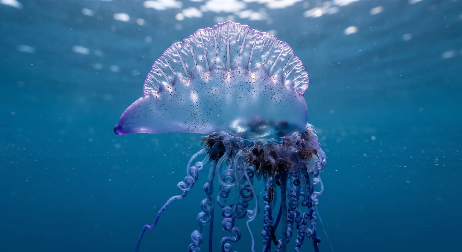 Portuguese Man-of-war