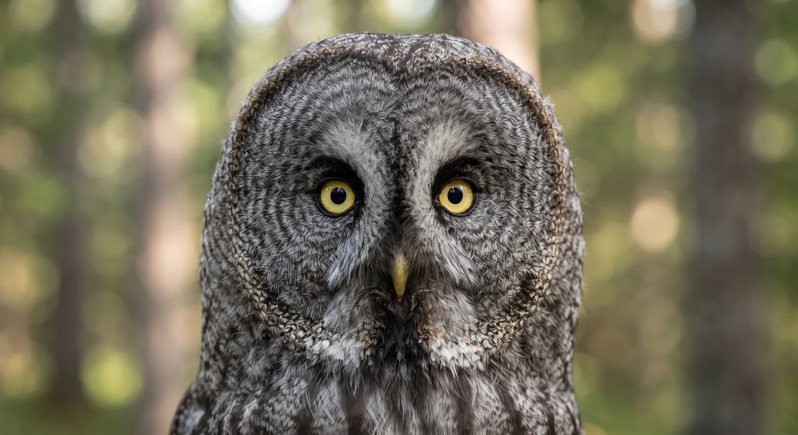 Great Grey Owl