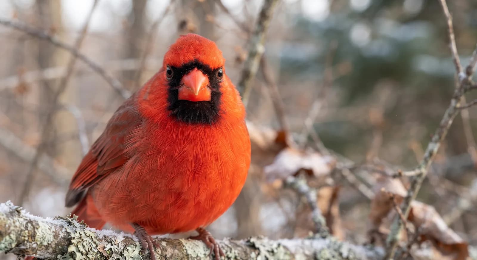 Cardinale rosso