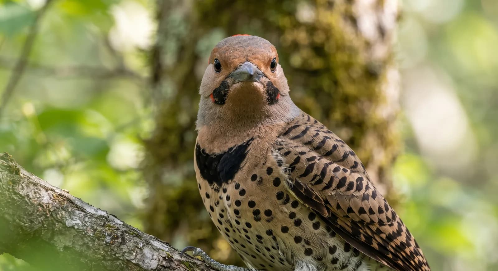 Northern Flicker
