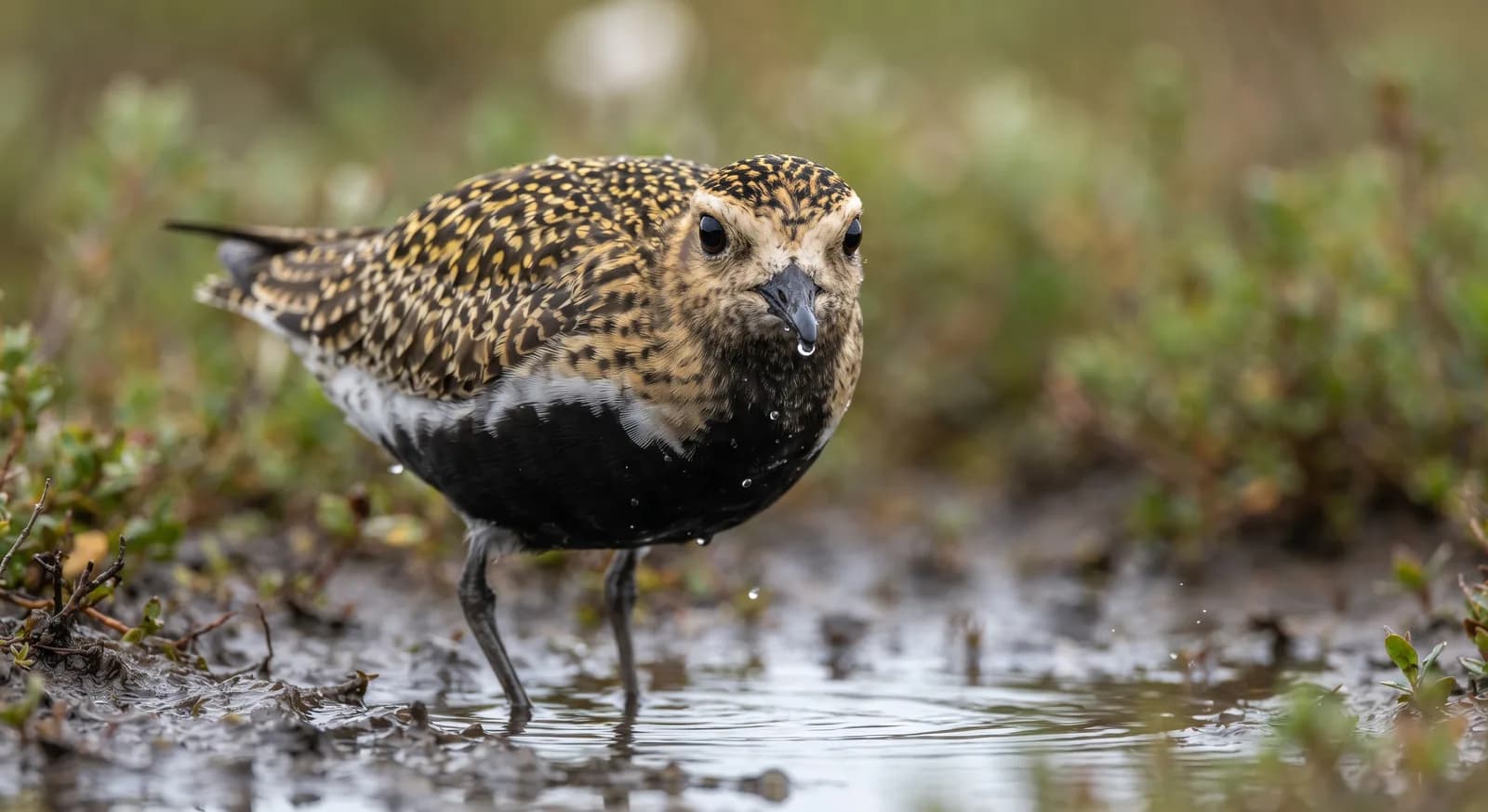 Pacific Golden Plover