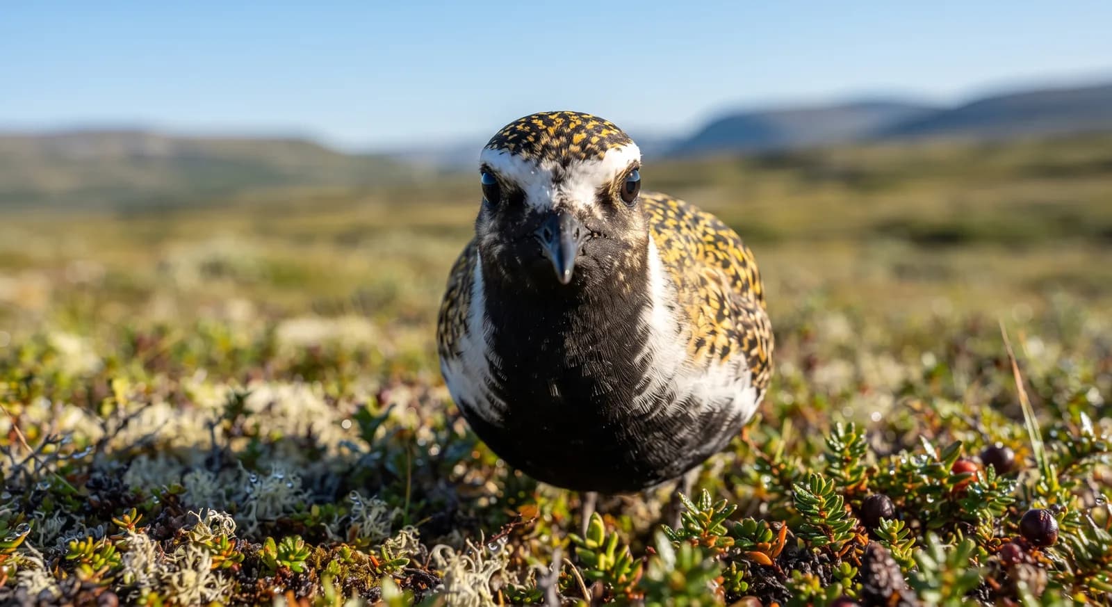 European Golden Plover
