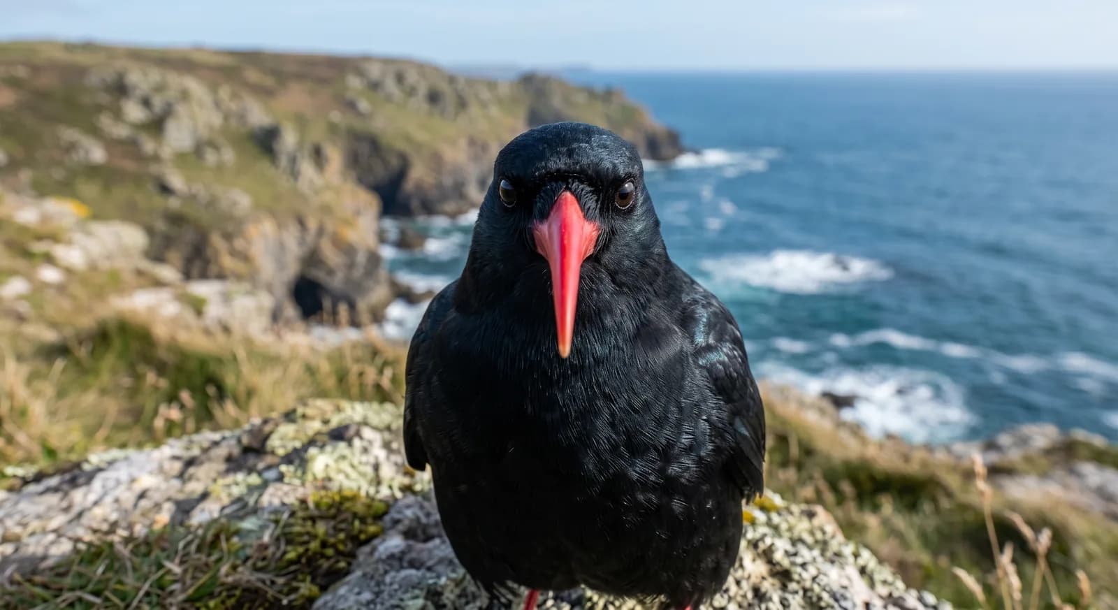 Red-billed Chough
