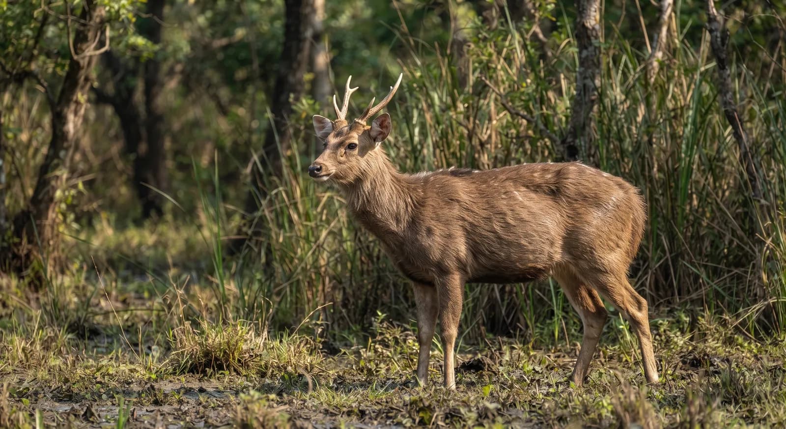 Hog Deer