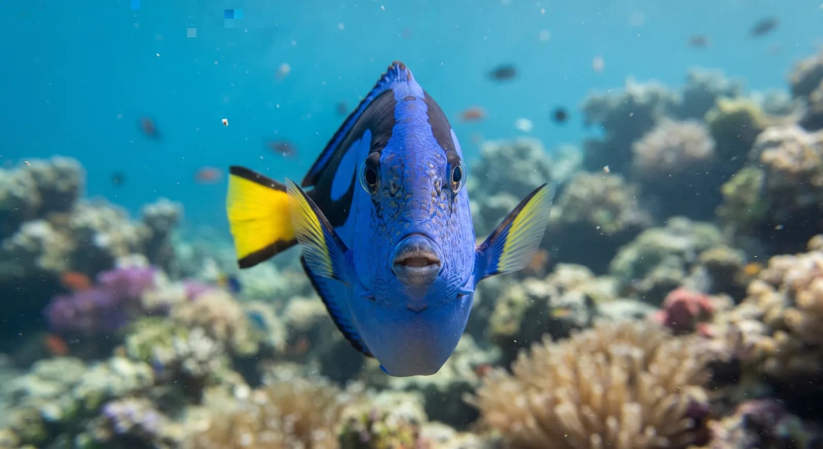 Chirurgien bleu