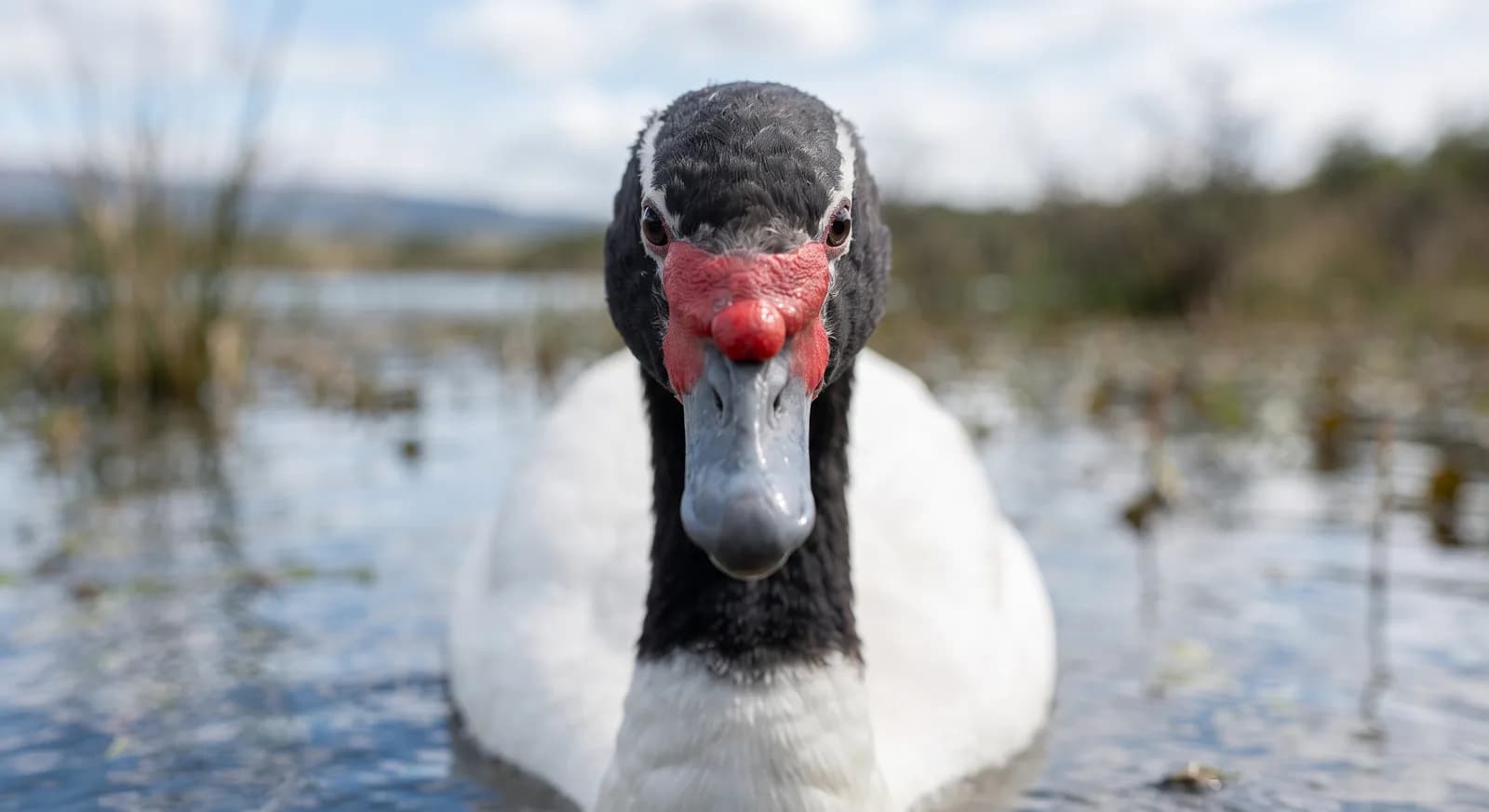 Black-necked Swan