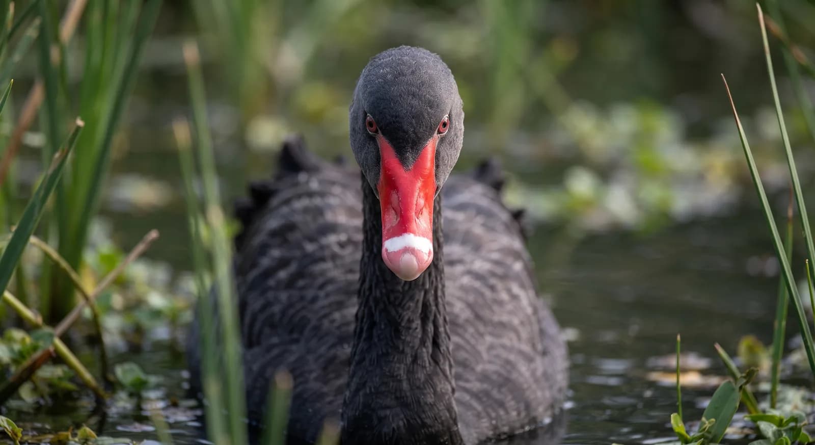 Cisne negro