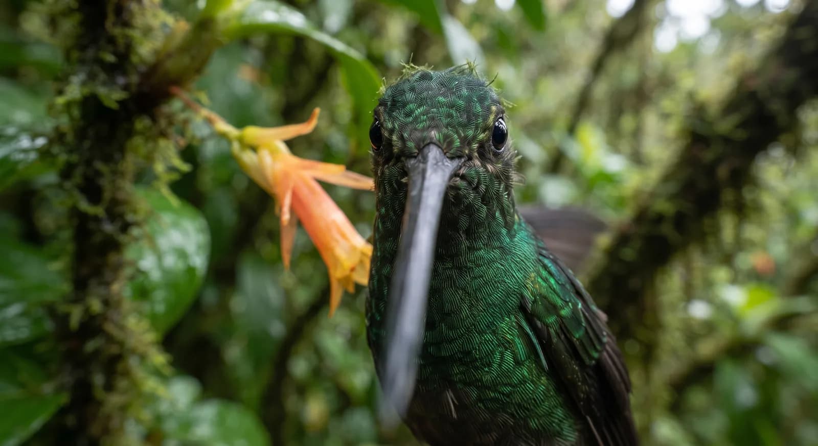 Colibrí picoespada