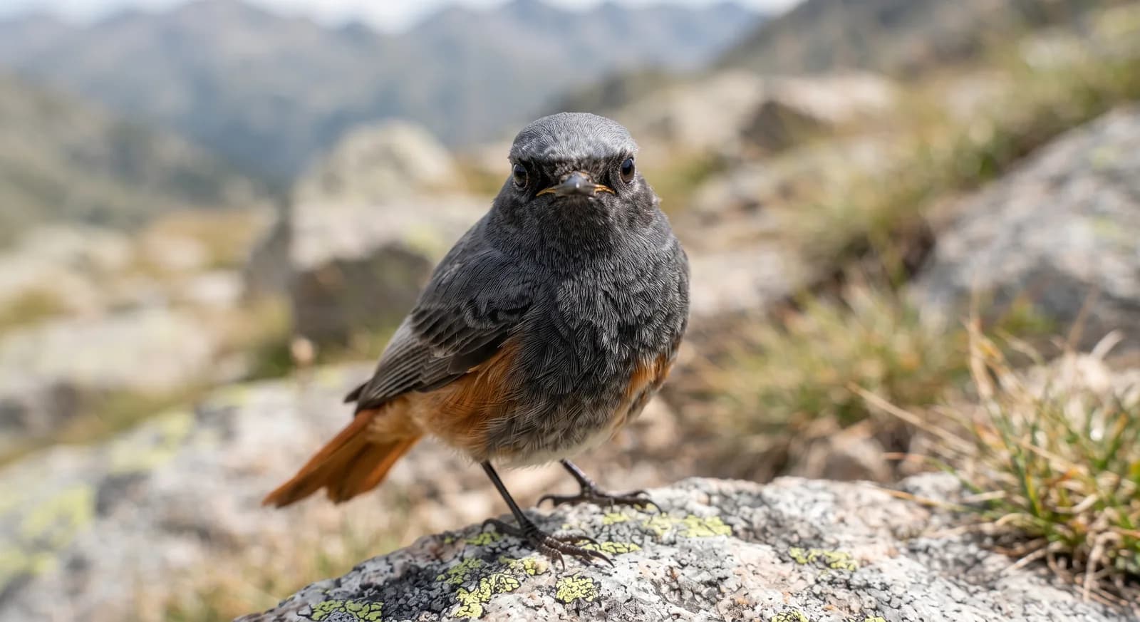 Black Redstart
