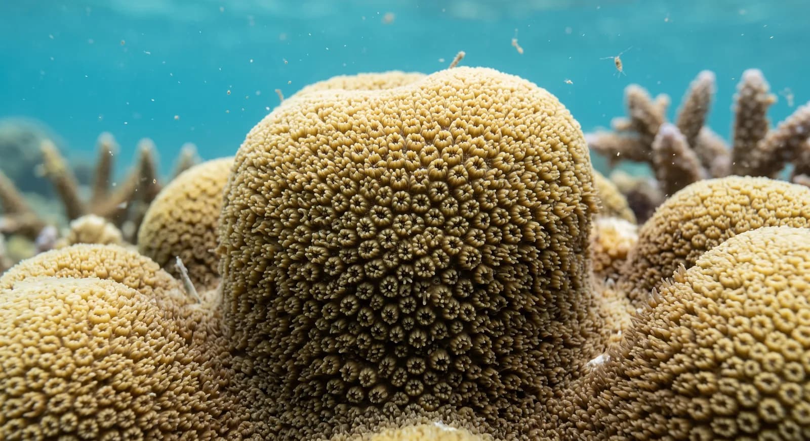 Hump Coral