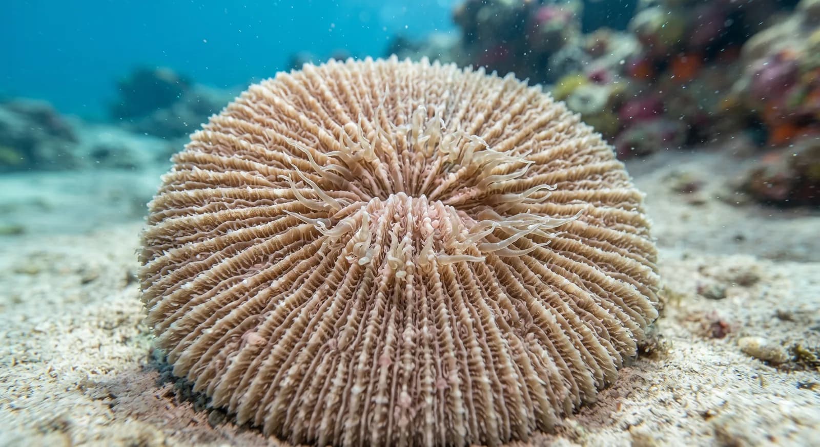 Common Mushroom Coral