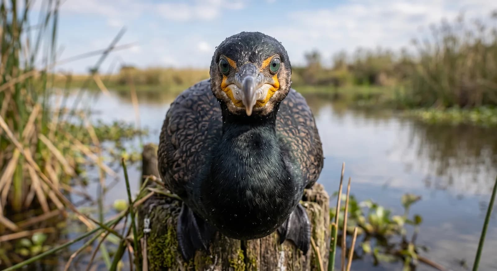 Long-tailed Cormorant
