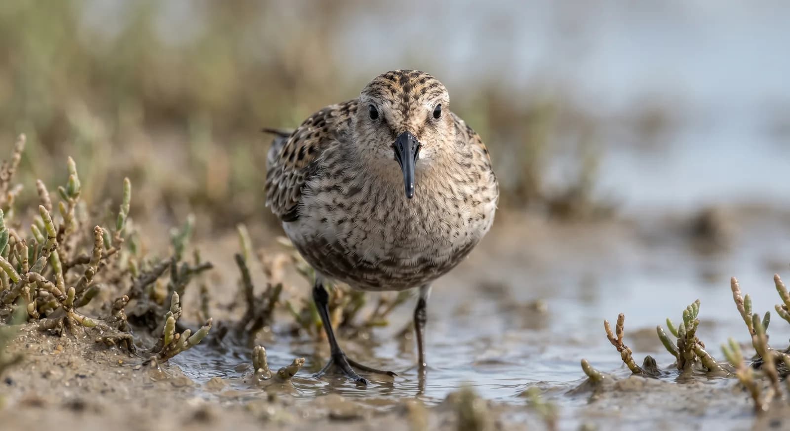 Semipalmated Sandpiper