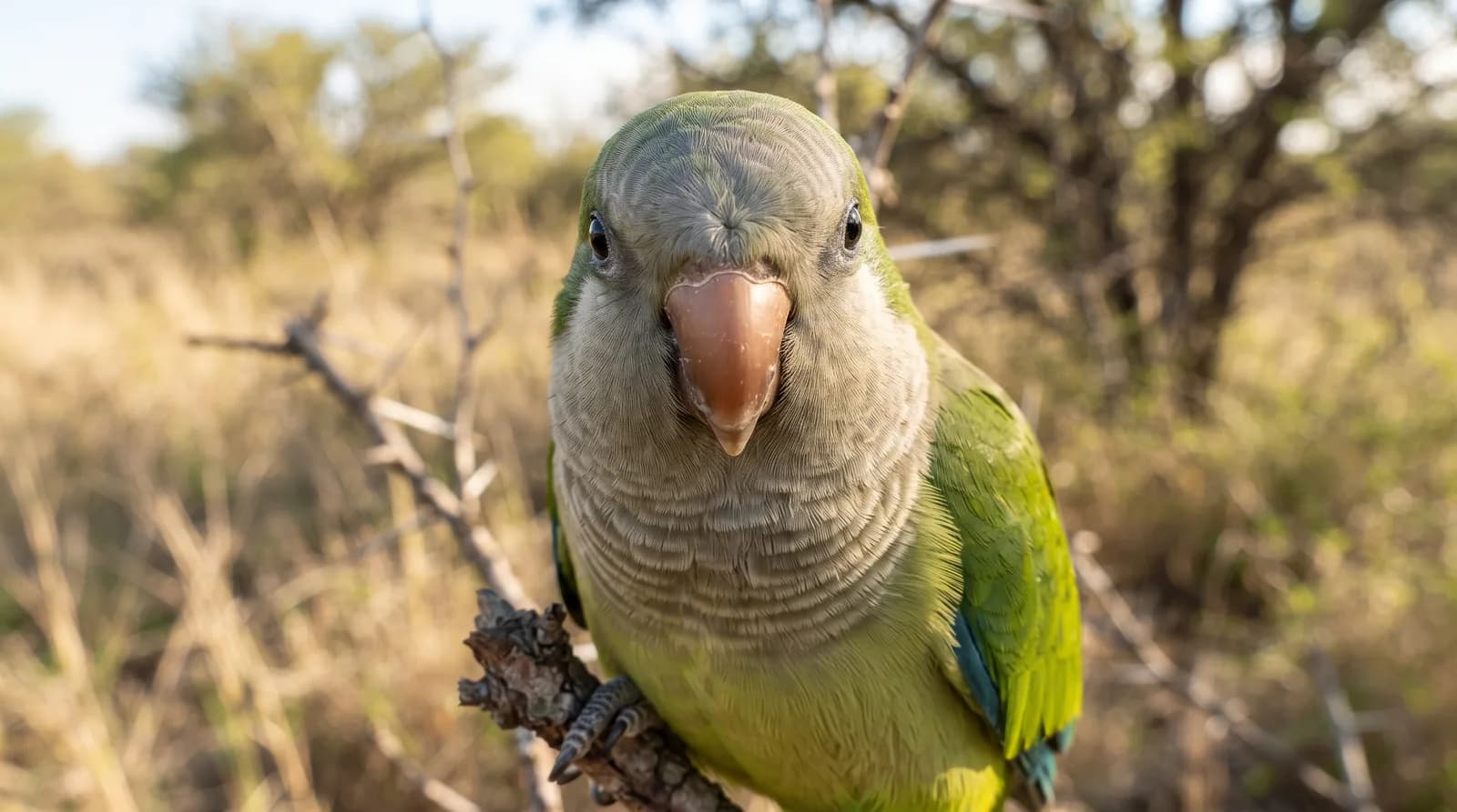 Monk Parakeet