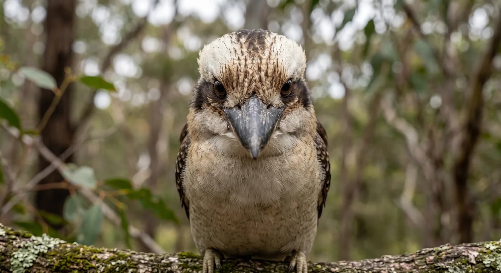 Laughing Kookaburra