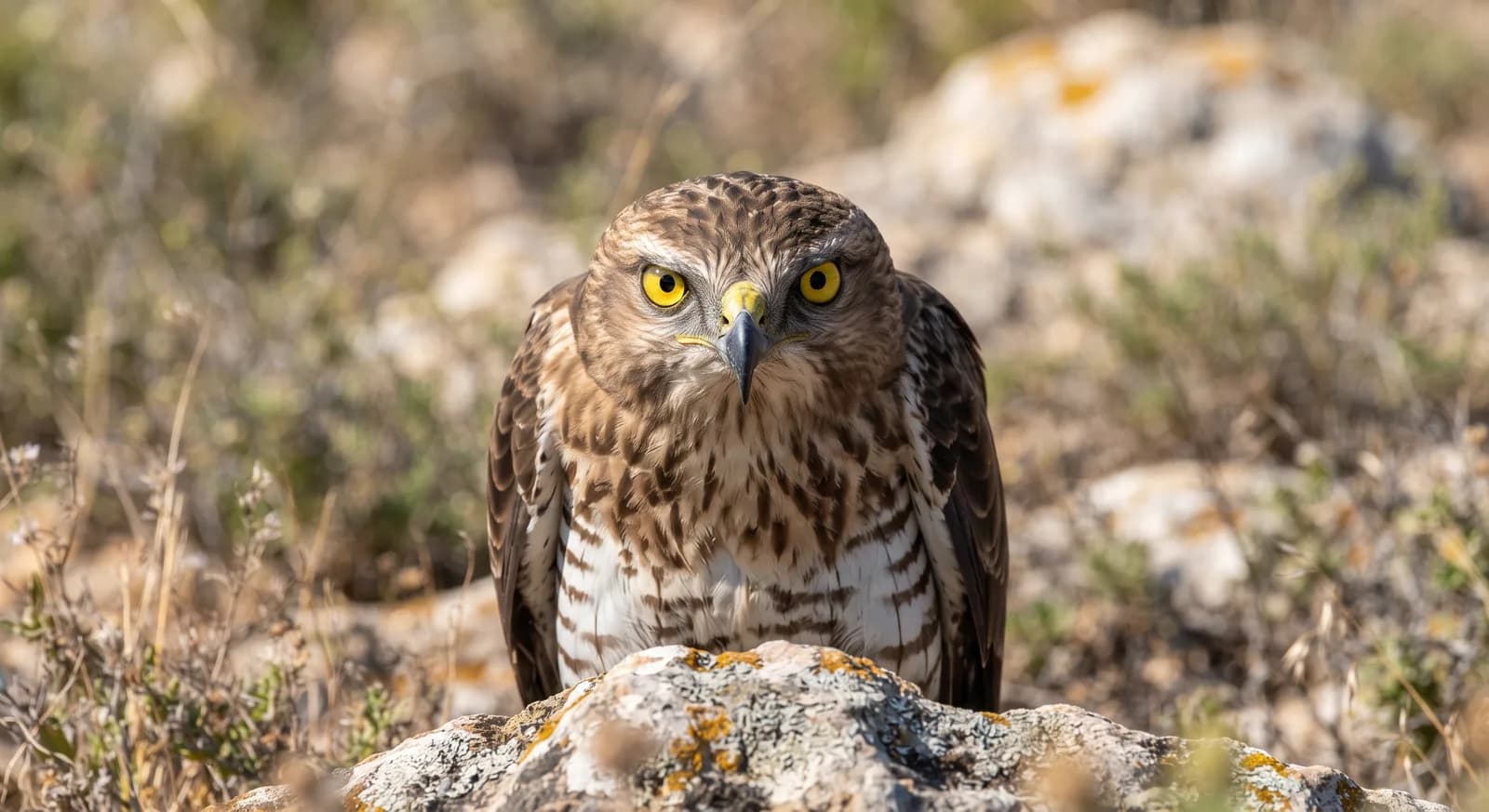 Culebrera europea