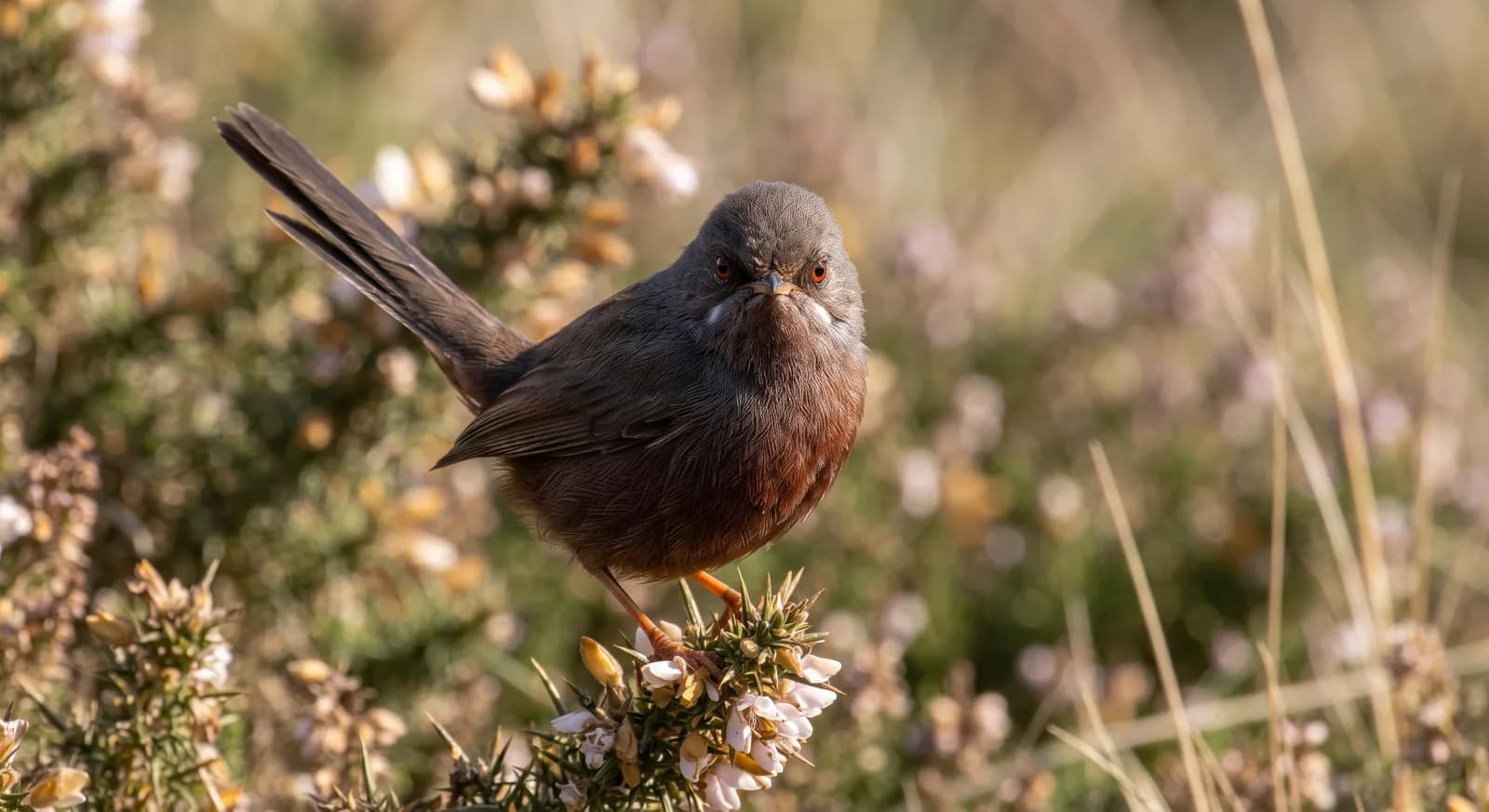 Dartford Warbler