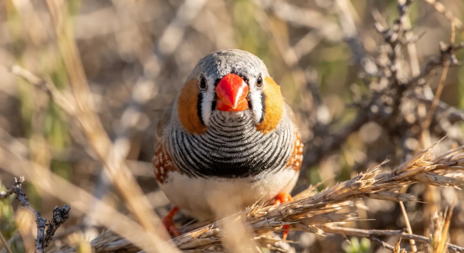 Diamant mandarin