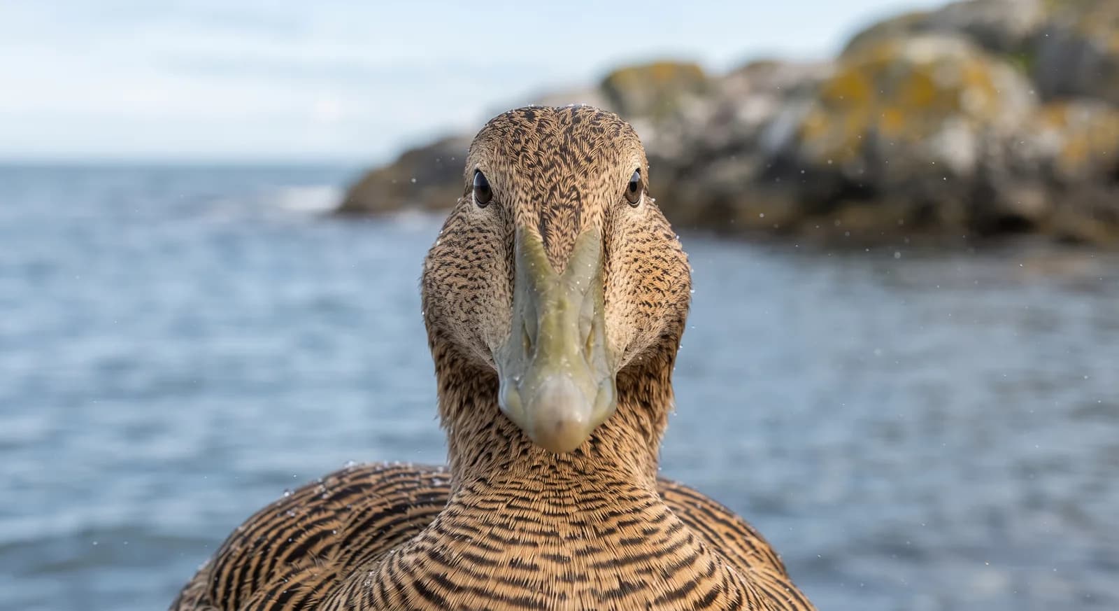 Common Eider