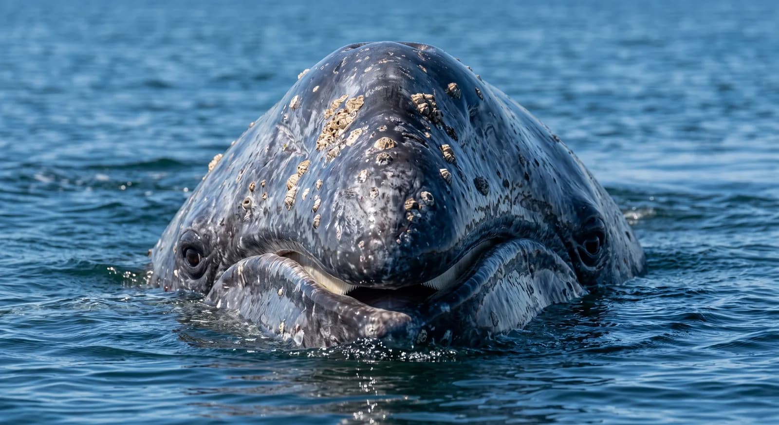 Ballena gris