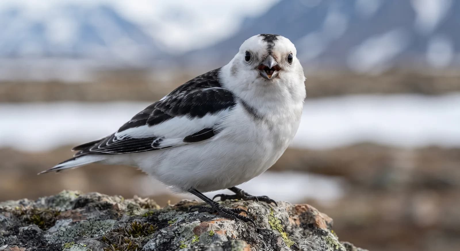 Snow Bunting