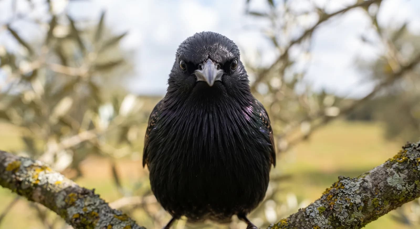 Spotless Starling